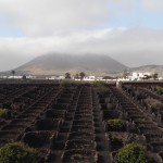 lanzarote-vigne